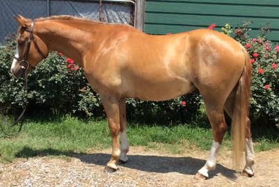 Pearson blackjack pony